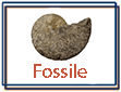 Fossils