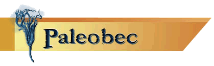 Paleobec — Franchise numérique & produits naturels